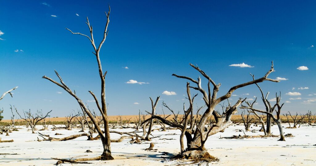 Dead trees in the middle of a desert, no longer able to support wildlife due to climate threshold