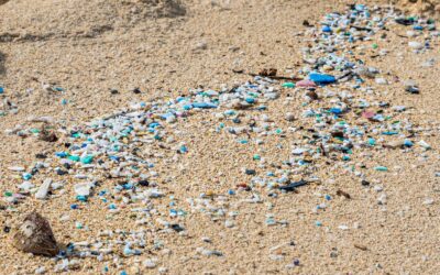 The Dangers of Microplastics in Humans, Food, and the Environment